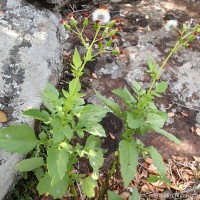 Gynura zeylanica Trimen